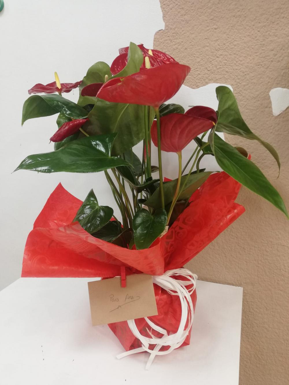 anthurium