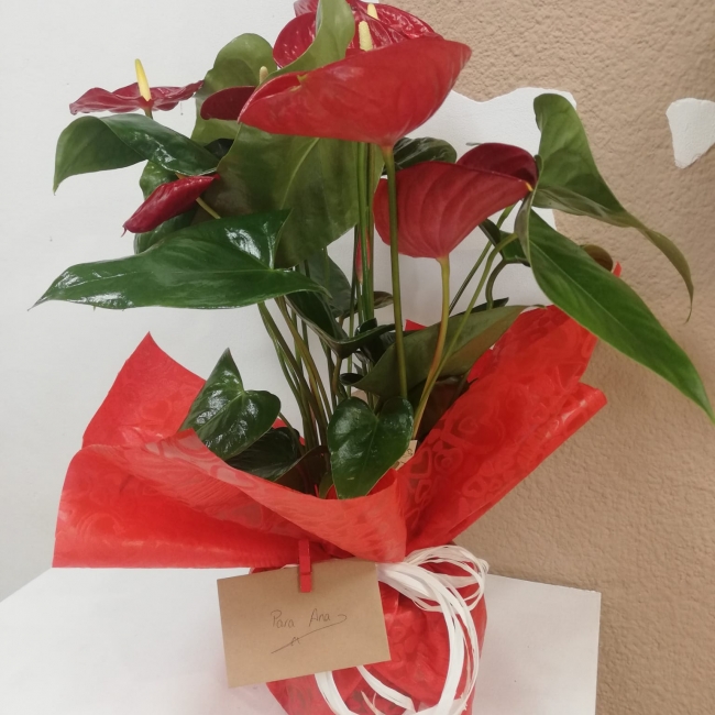 anthurium